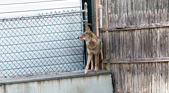 BERRY BITS: Coyote captured in Middle Village