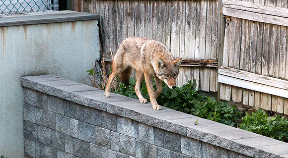 Living With Coyotes in New York City