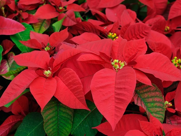 Poinsettias: Fact and Fiction