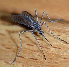 West Nile virus found in Middle Village