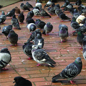 Please Don’t Feed the Pigeons