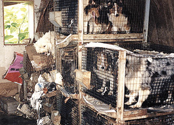 How You Can Help END Puppy Mills