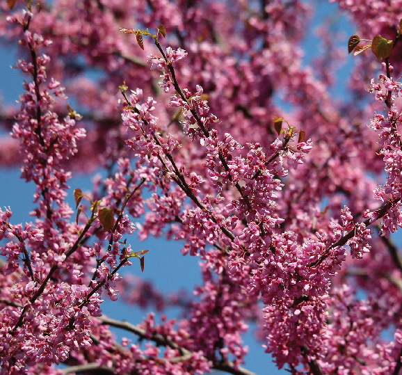 The Magic of the Redbud