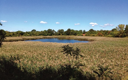 NYC Parks committed to preserving Ridgewood Reservoir as natural open space