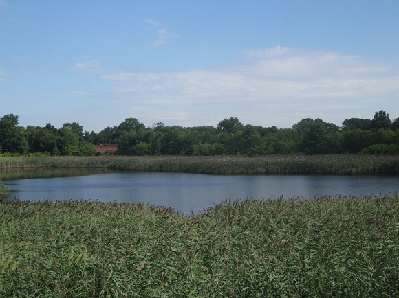 Ridgewood Reservoir achieves protected wetlands status